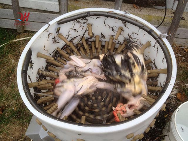 Lựa chọn máy vặt lông gà cẩn thận tránh máy kém chất lượng làm rách da gà