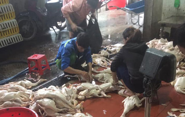 Lò giết mổ gia cầm gà vịt số lượng lớn