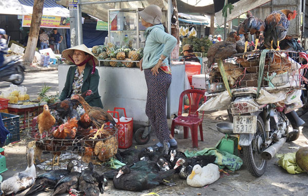 Tiểu thương buôn bán gà vịt ngoài chợ