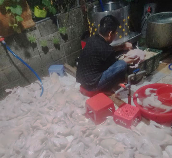 Xử lông vịt hàng trăm con với máy vặt lông