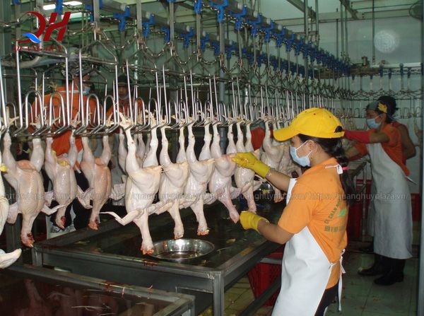 Nhiều chủ cơ sở giết mổ tìm mua máy vặt lông gà cũ để tiết kiệm chi phí kinh doanh Máy vặt lông gà thanh lý tiết kiệm chi phí