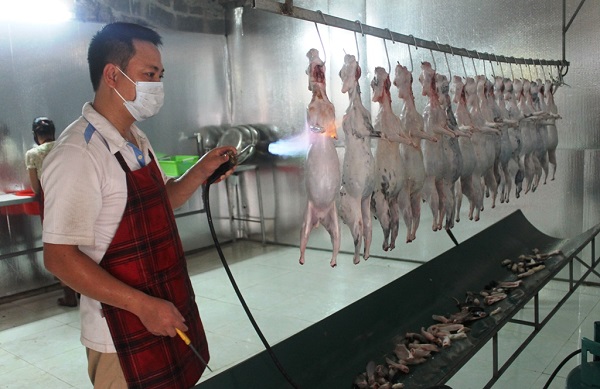 Máy làm lông thỏ Quang Huy tăng năng suất