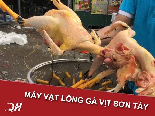 Quang Huy bán máy vặt lông gà vịt Thị Xã Sơn Tây, Hà Nội